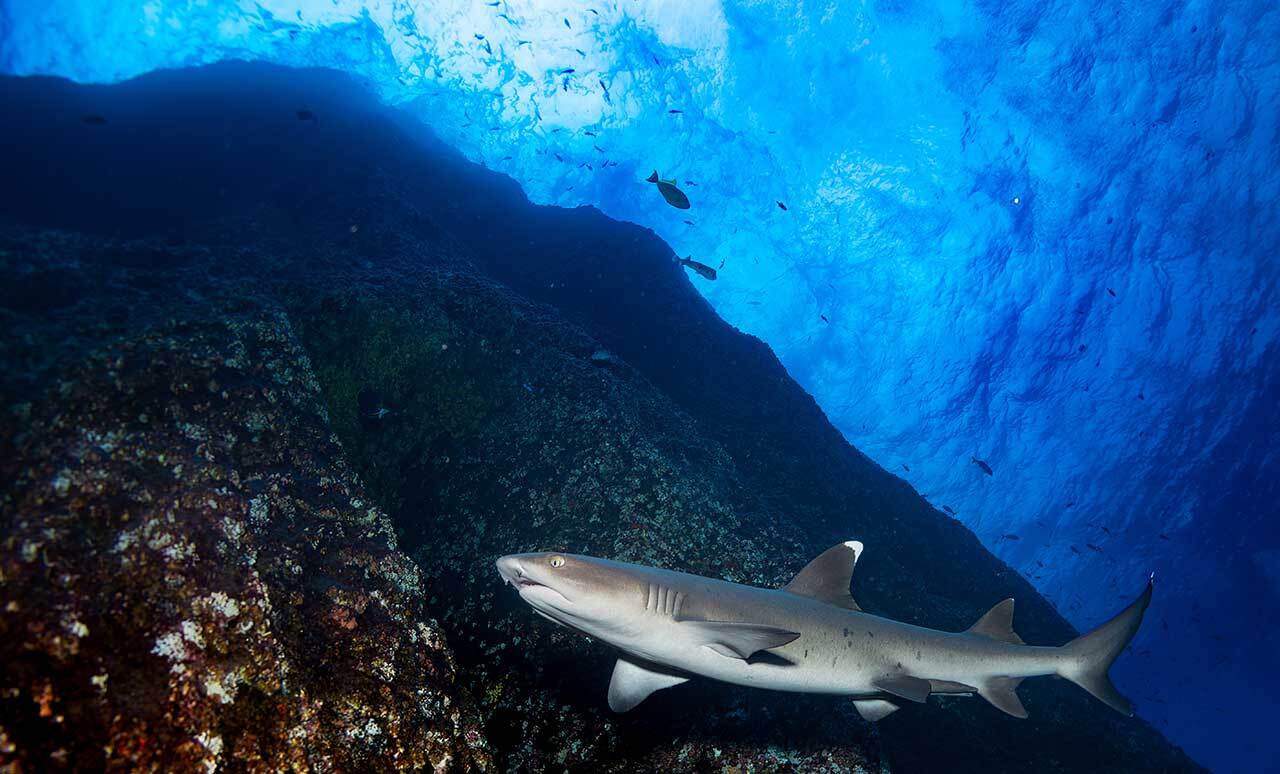 UW Technics External Optical TTL-Converter for Nikon mounted on an underwater housing