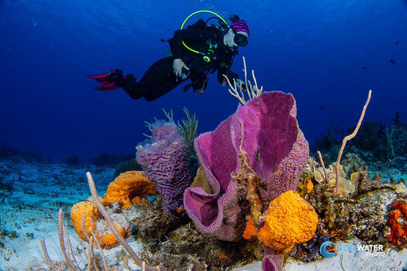 Nikon Z8 underwater images