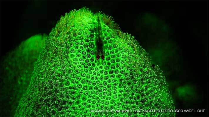 Backscatter Octo 3500 with color filter accessory underwater