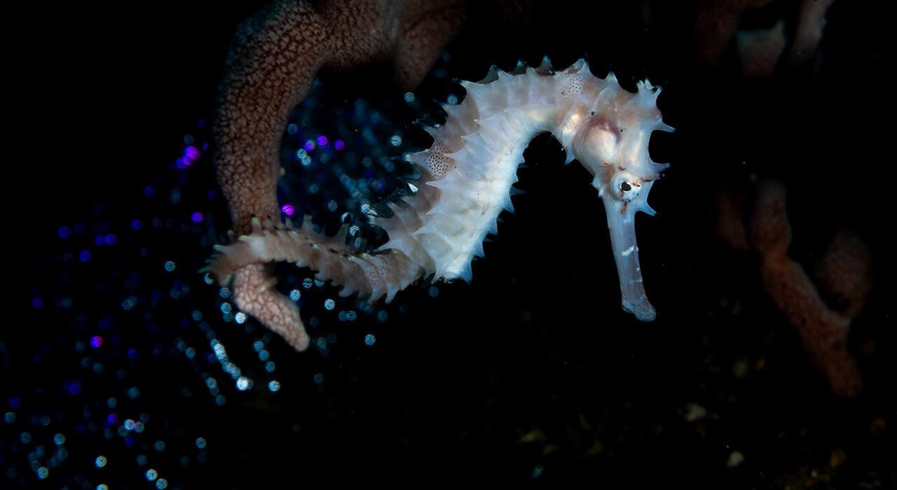 Ikelite 200DLM/A Underwater Housing for OM System OM-5 / OM-5 II / Olympus E-M5 III