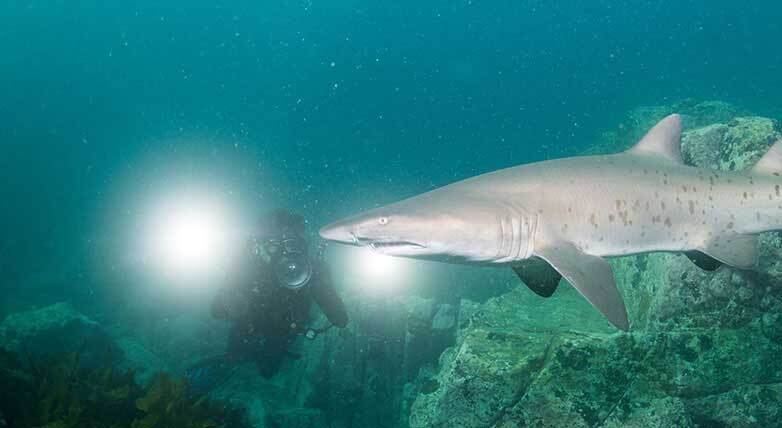 OrcaTorch D950V 2.0 underwater video light mounted on dual arms underwater