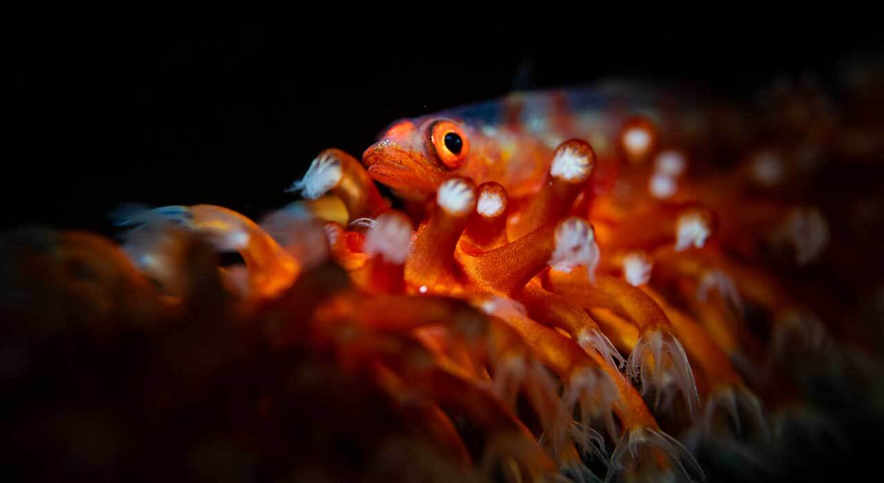 Backscatter Optical Snoot OS-2 mounted on Atom Flash underwater macro setup