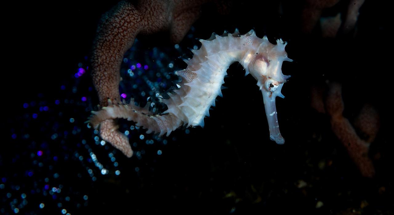 Backscatter Optical Snoot OS-3 mounted on Hybrid Flash underwater