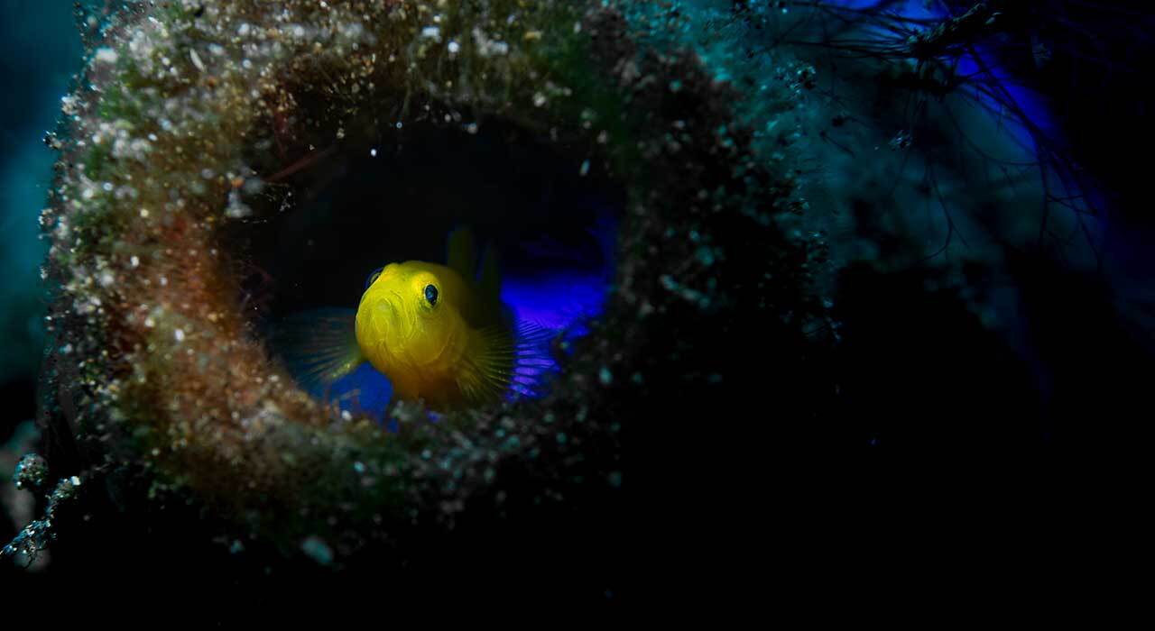 ProShot Dive 2.0 Universal iPhone Dive Case