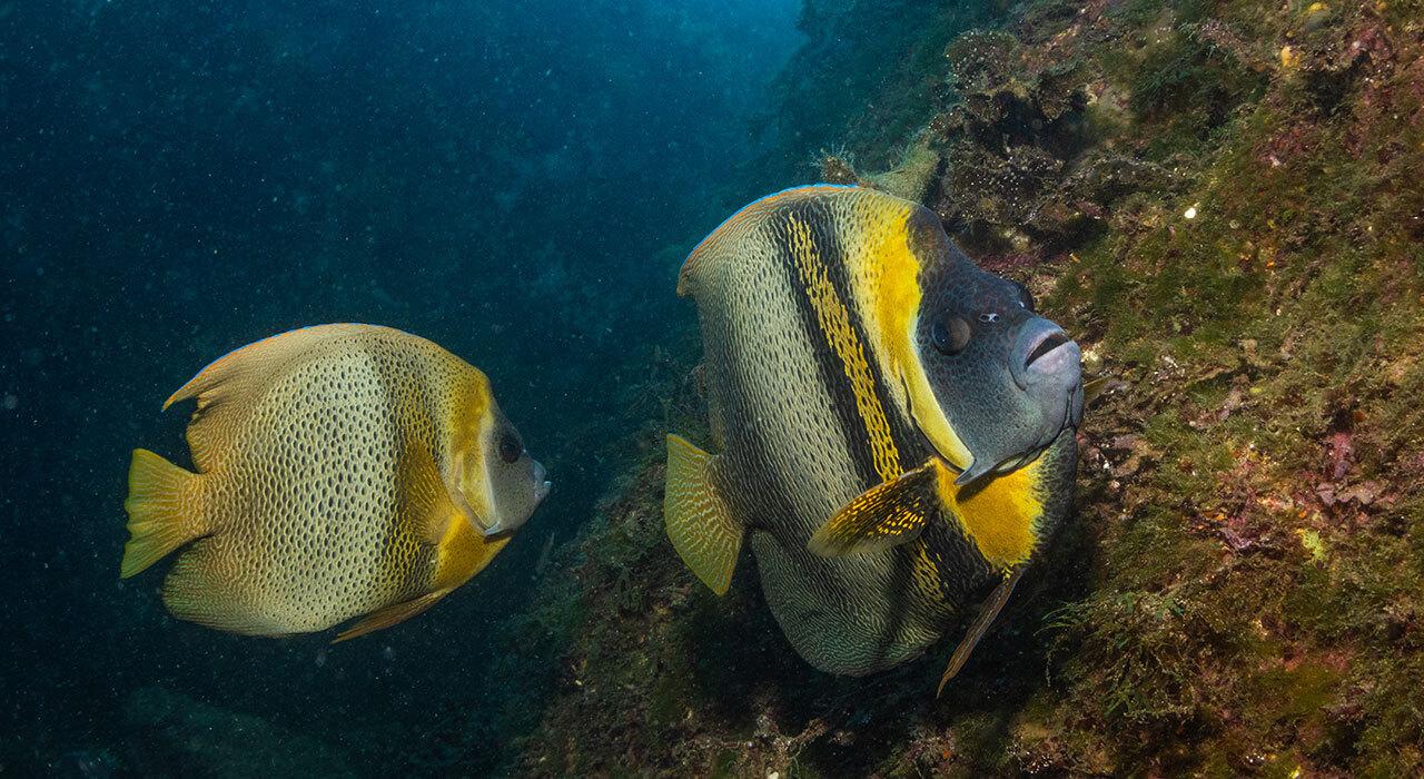 Ikelite 200DLM/D underwater housing for Canon EOS R100 with fiber optic TTL on dual-handle tray