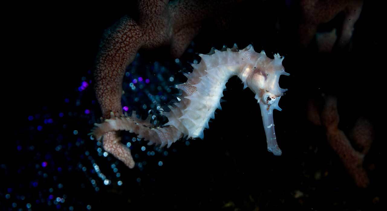 DIVEPRO RGB Underwater Snoot Focus Light in use with colored accent beam