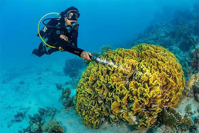 Sea Dragon Mini 1200 even wide flood beam illuminating reef