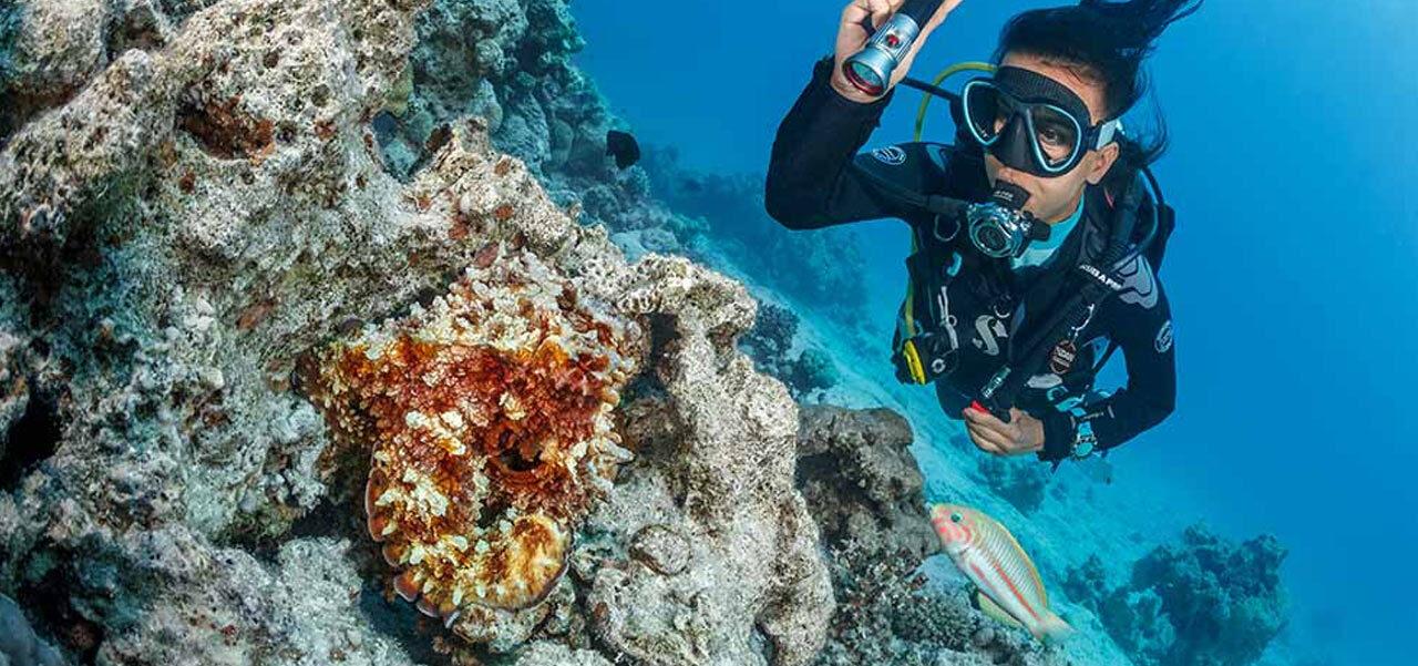 SeaLife Sea Dragon Mini 1600s Underwater LED Dive Light illuminating a reef