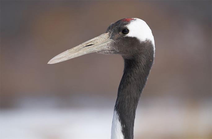 Wildlife reach extended with Sony FE 2x Teleconverter