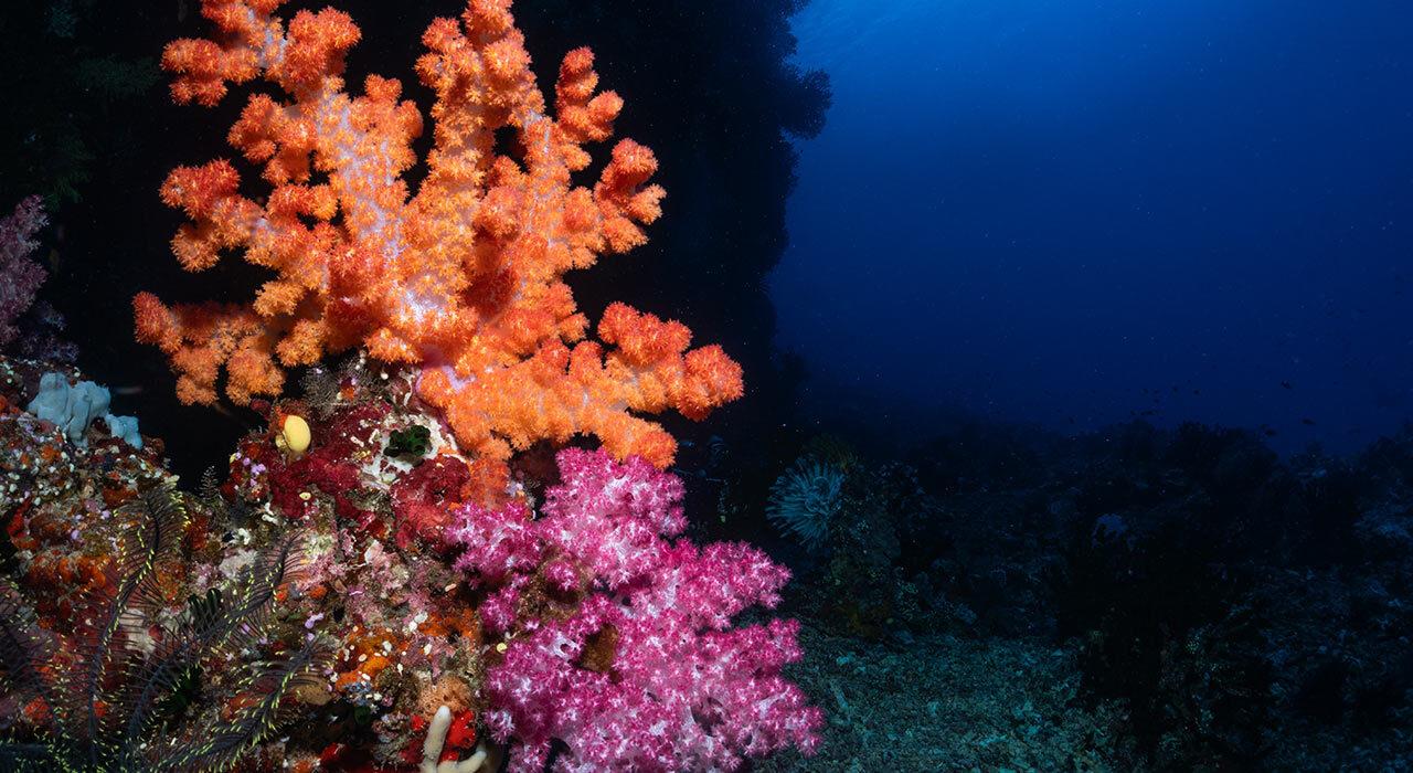 Isotta Movable Smartphone Camera Tray mounted with underwater smartphone housing