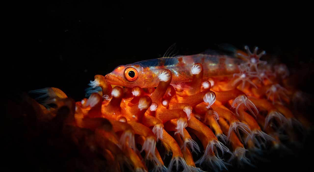 Marelux SOFT Mini For Apollo Y underwater snoot mounted on an Apollo Y strobe