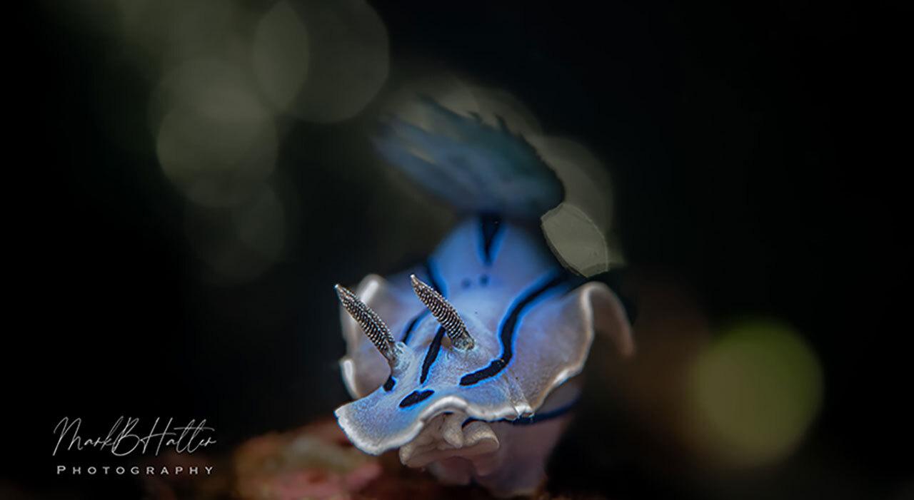 Marelux SOFT Lite Snoot 2.0 underwater macro setup