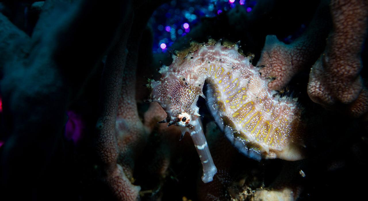 Marelux SOFT Mini snoot mounted on underwater strobe