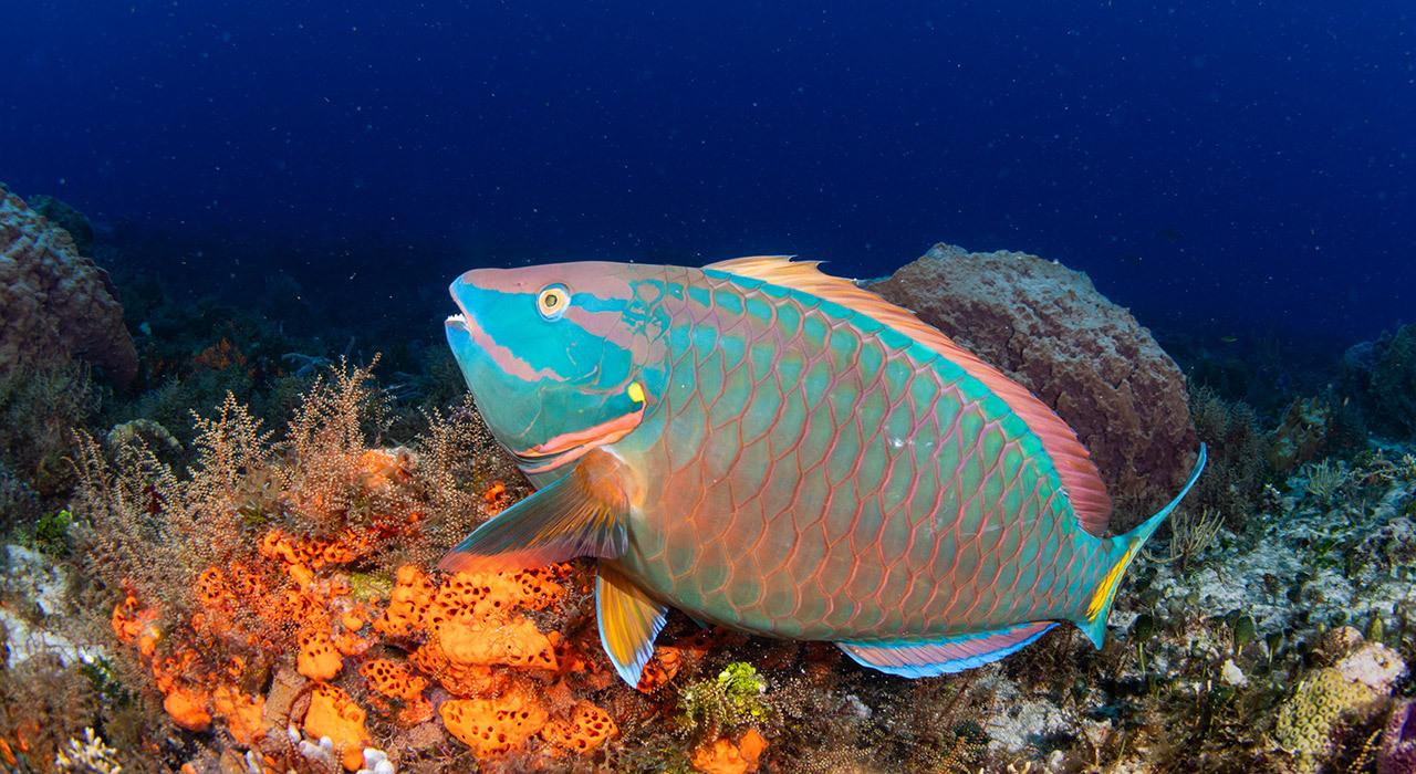 Marelux Sony a1II and A9III underwater housing for mirrorless cameras