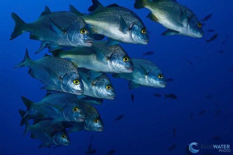 sony a1 II underwater housing