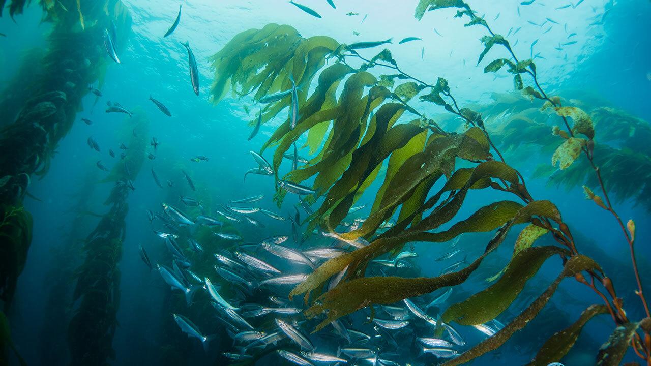 Sea & Sea Nikon Z6 II and Z7 II Underwater Housing front view