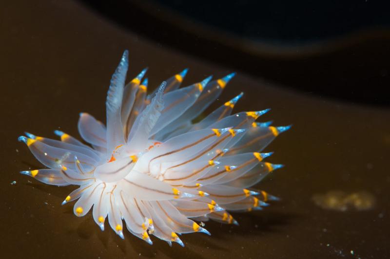 Durable strobe body and control layout detail