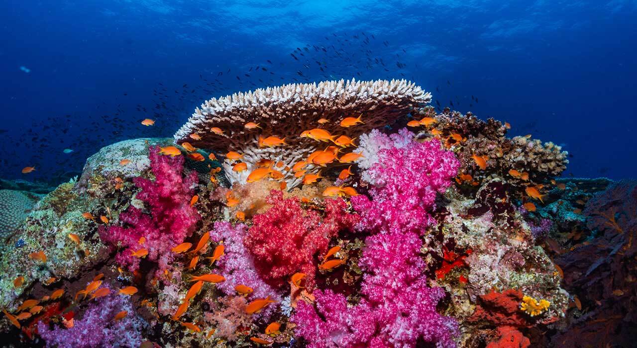 Divepro V360 18,000 lumen 360-degree panoramic underwater video light on rig