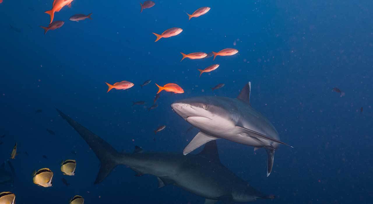 Divepro V360Pro 36000LM &mdash; 360&deg; panoramic underwater video light mounted with an action camera