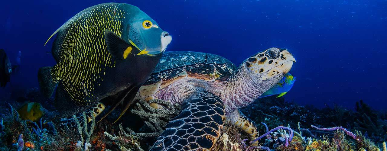 Weefine WFL17 wide-angle wet lens mounted on smartphone housing underwater