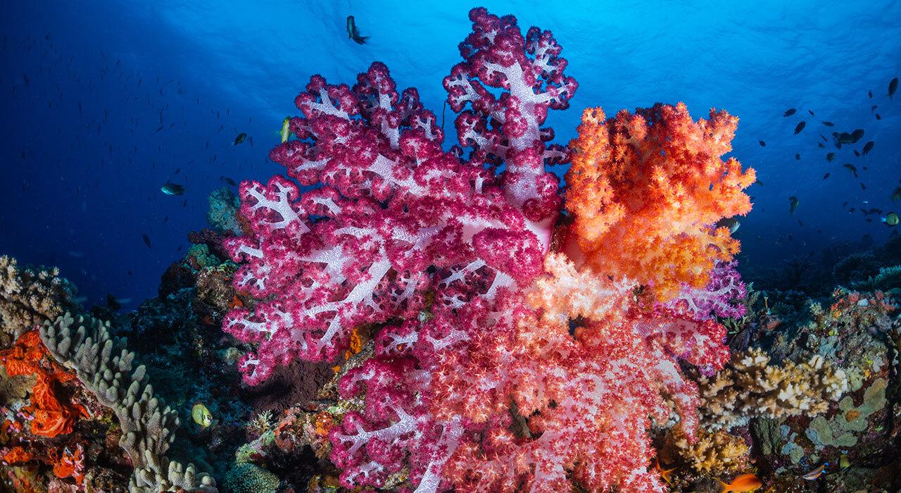 Weefine WFS09 Underwater Strobe & Video Light mounted on a camera rig