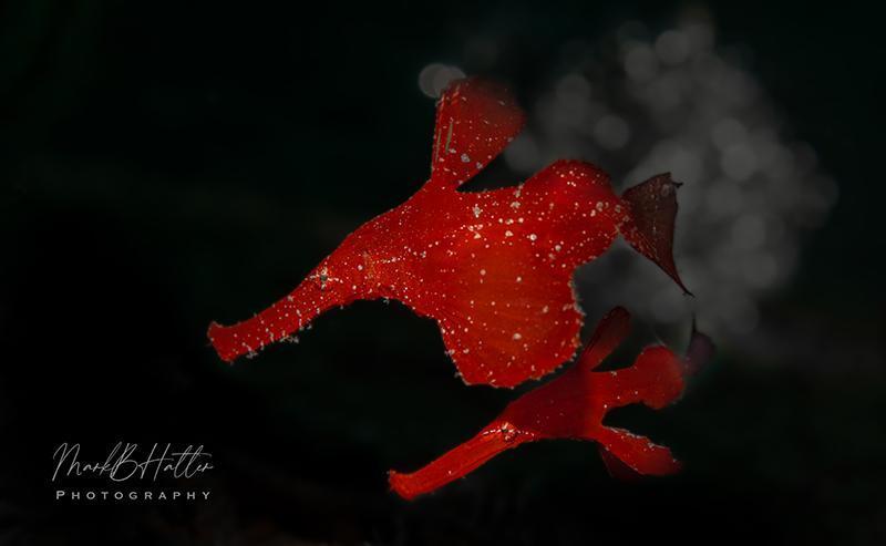 Marelux SOFT Lite Snoot 2.0 mounted on underwater strobe