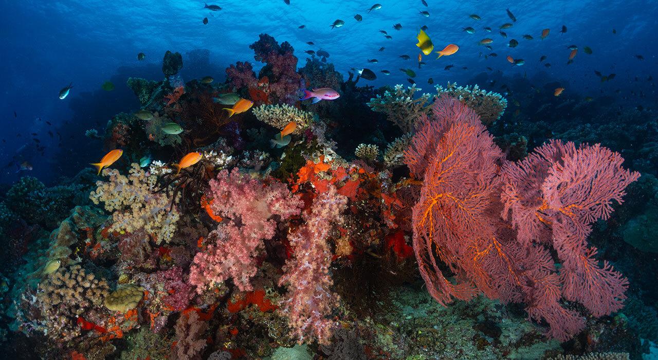 Sea & Sea YS-D130R underwater strobe head on dive tray