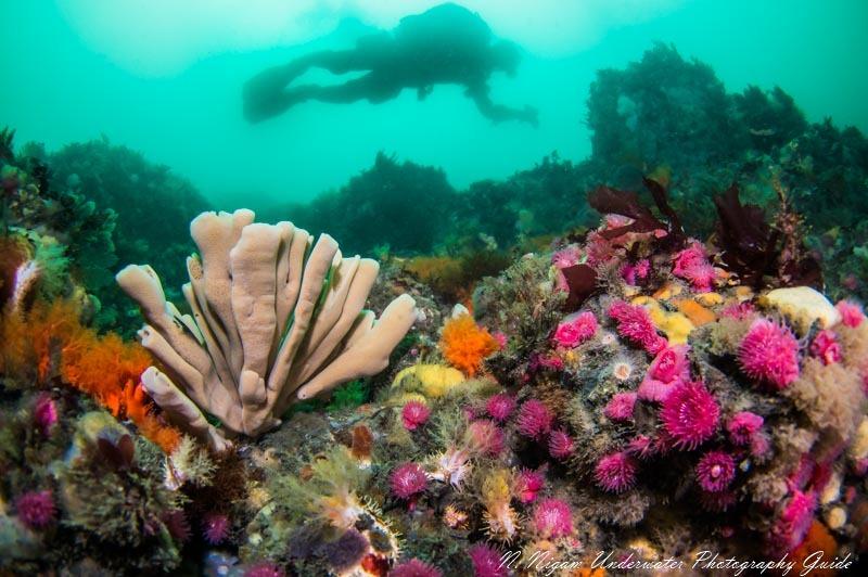 Robust strobe housing and controls