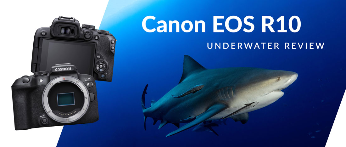 Canon R10 Underwater Review - Bluewater Photo