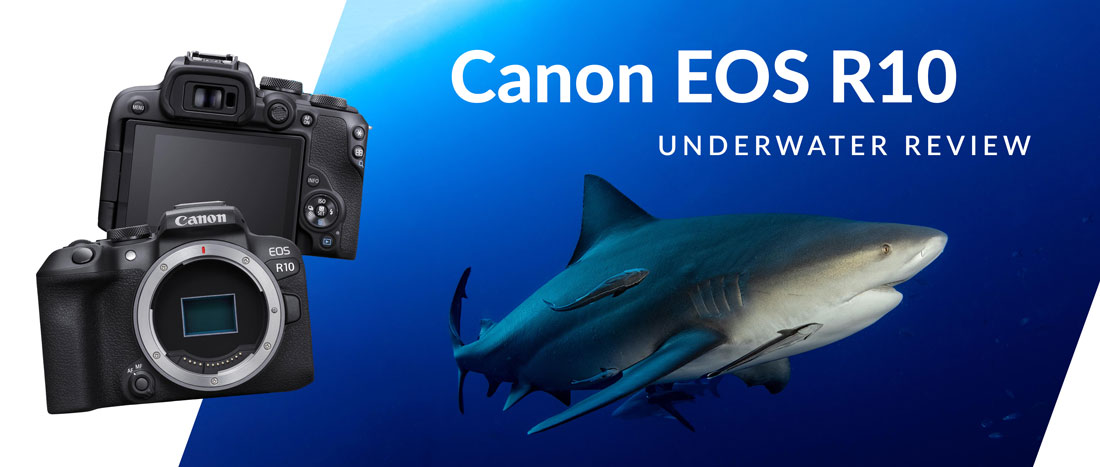 The Best Canon RF-Mount Lenses for DLM Underwater Housings