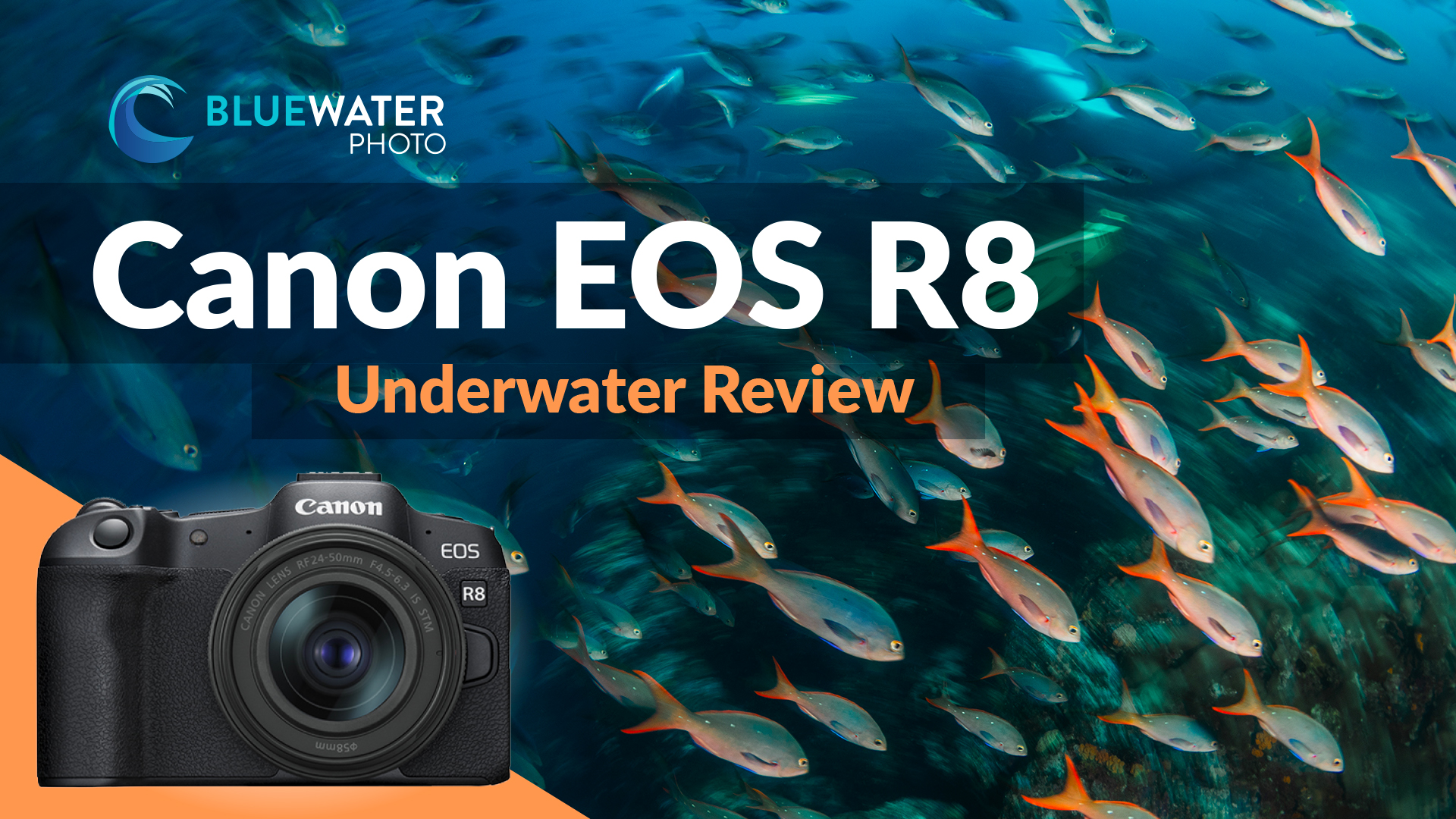 Canon R8 Underwater Review - Bluewater Photo