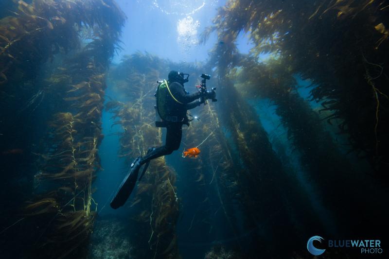 Underwater photographer shooting in a kelp forest with an ultra-wide camera system