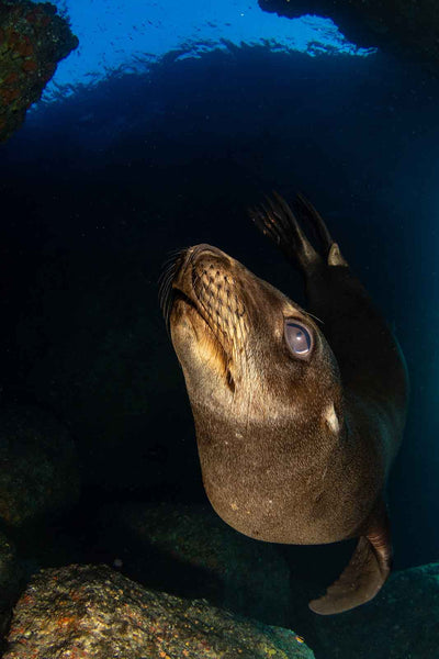 nirupam-nigam-ikelite-housing-canon-r10-sea-lion-600x600.jpg