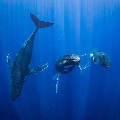 Close Encounters with Humpback Whales in French Polynesia 2024