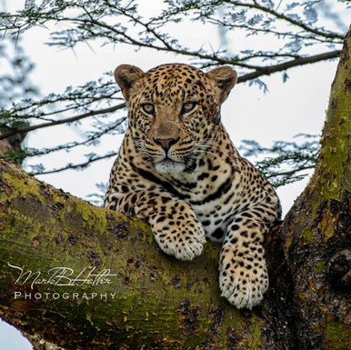 Tanzania Big Game Safari August 2025