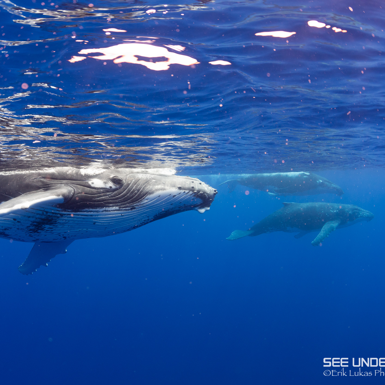 Close Encounters with Humpback Whales in French Polynesia 2025