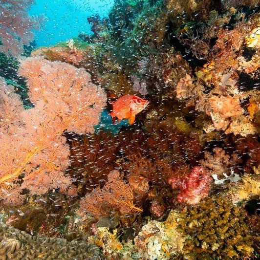 Raja Ampat GoPro Workshop December 2026
