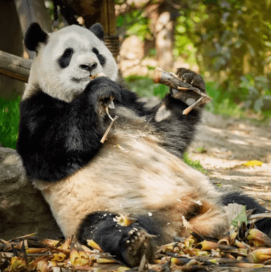 China Wild Panda Adventure 2027