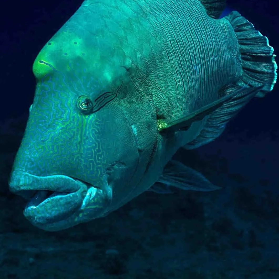 Palau Bumphead Spawning Trip 2028