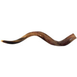 Small Kudu Horn Shofar