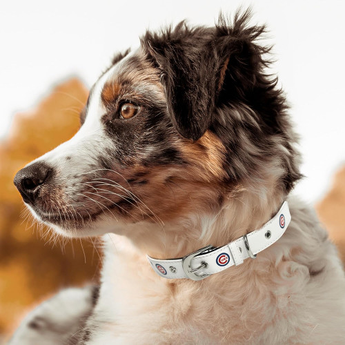 Chicago Cubs Signature Pro Collar by Pets First