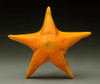 "Traditional" Orange Starfish, hand-pulled with texture surface