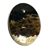 One of a Kind Petrified Palm Root Wood "Fire and Eyes" Cabochon-47 x 29mm