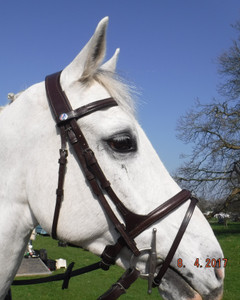 Wyvern Comfort Flash Bridle