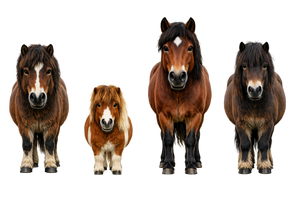 Child's T Shirt - 4 Ponies