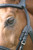 Stübben 2500 FREEDOM Bridle