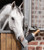 Horse toy champagne bottle