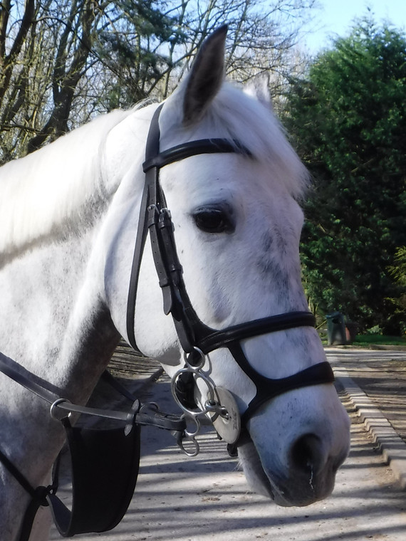 Wyvern Double Noseband