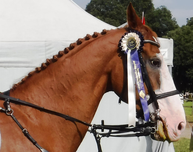 Wyvern Pelham Competition Reins with stops