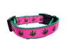 cannabis collar